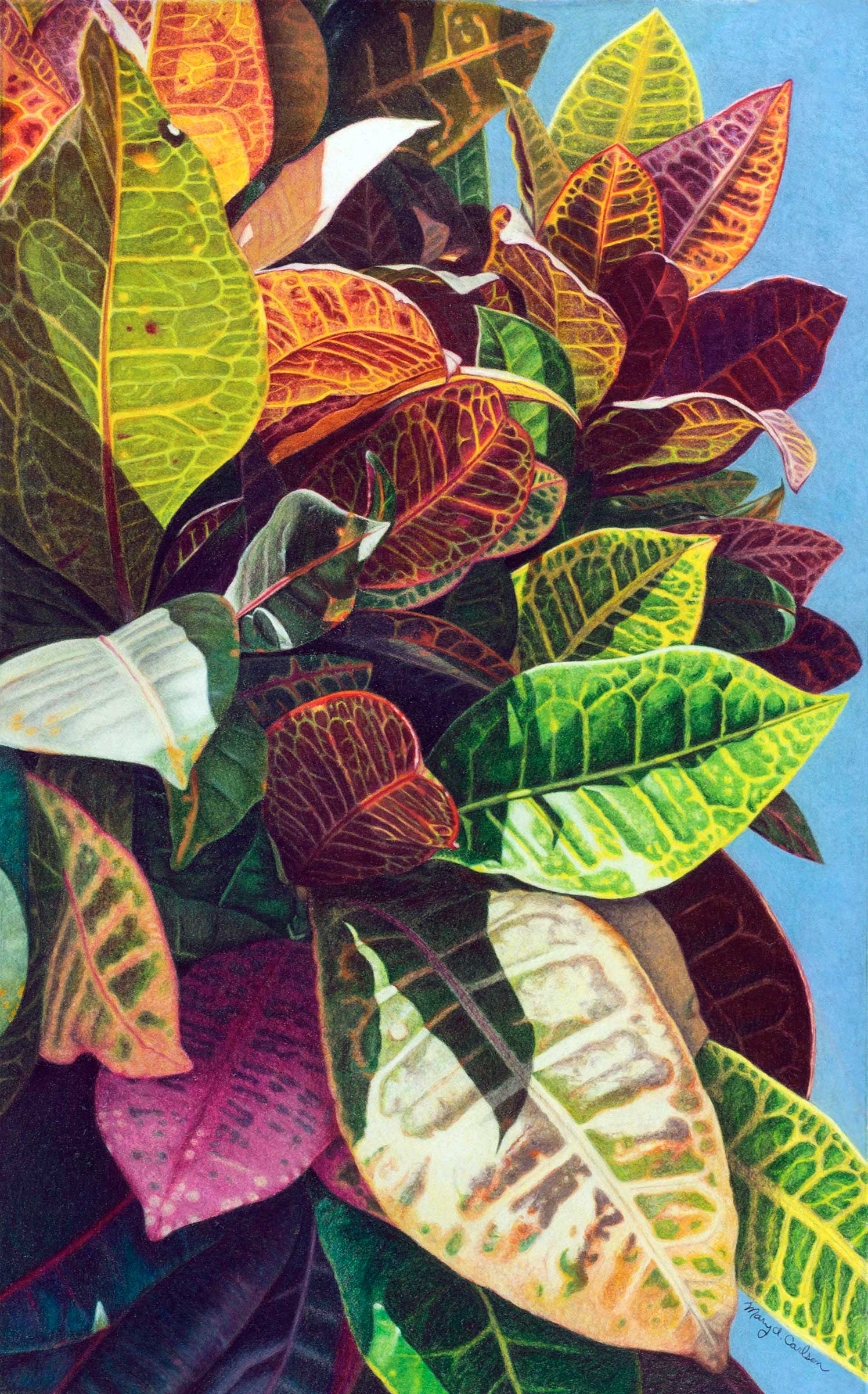 Crotons in Puerto Vallarta