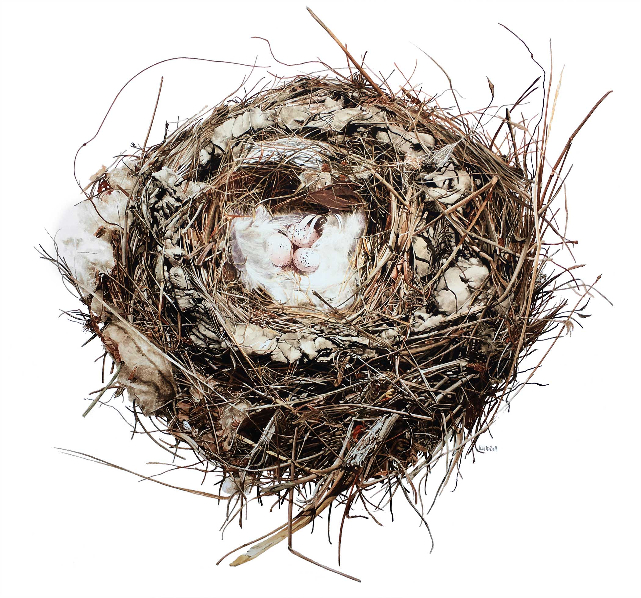 Abandoned - Barn Swallow Nest - Hirundo Rustica