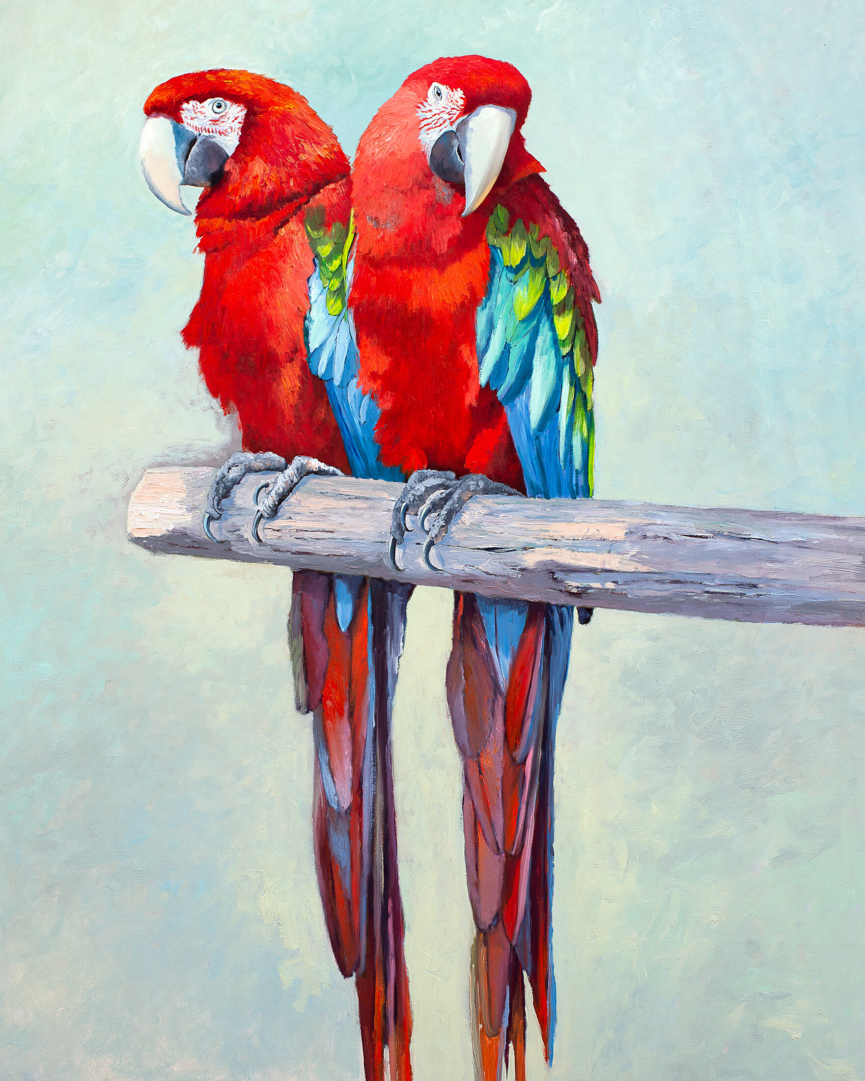 Scarlet Macaw