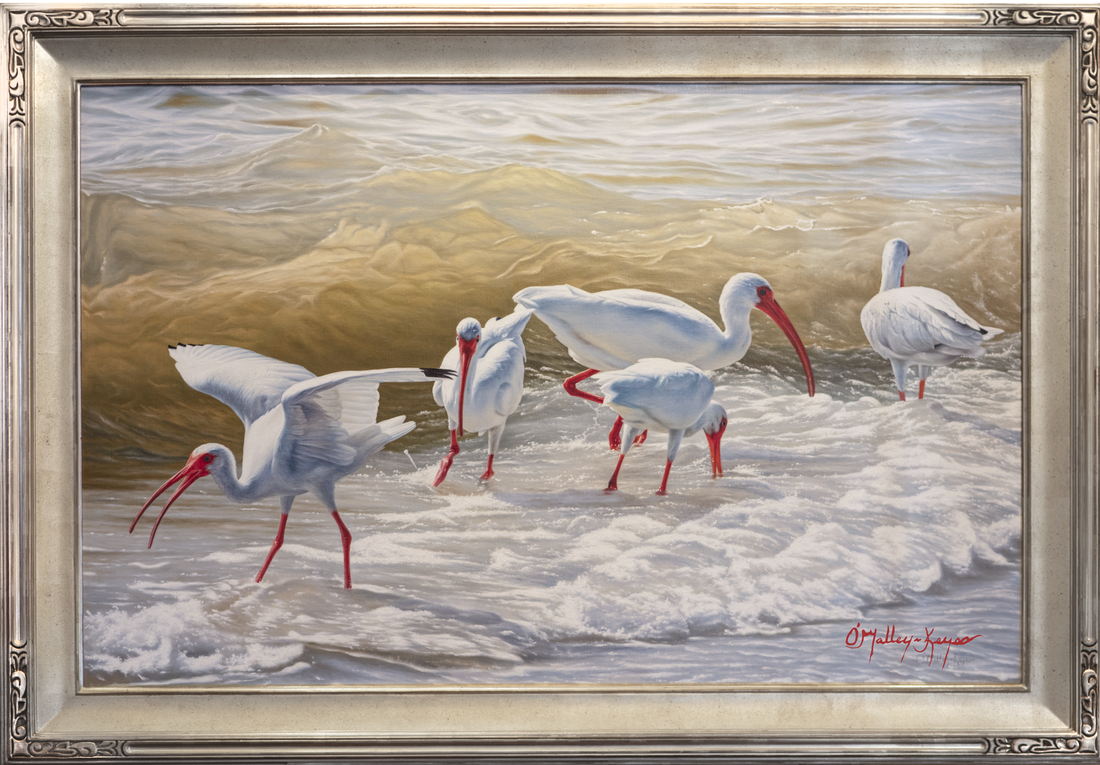 Surf Play - White Ibis Naples, Florida