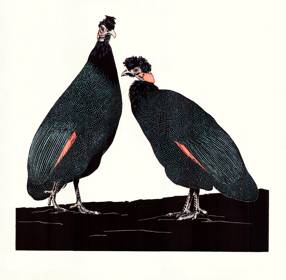 Crested Guineafowl