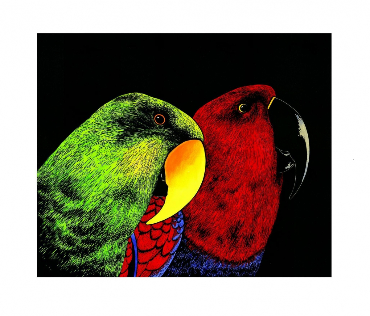 Eclectus Parrots