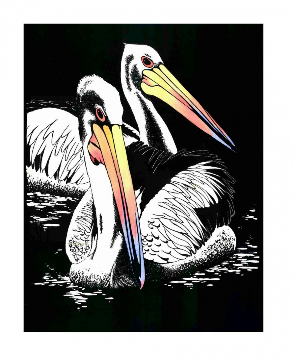 Pelicans