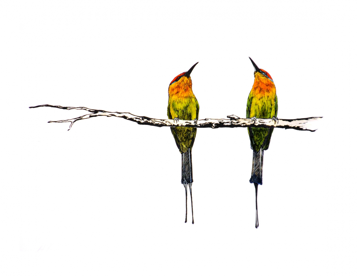 Bohm's Bee-eaters