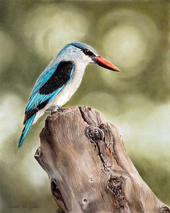 Woodland Kingfisher