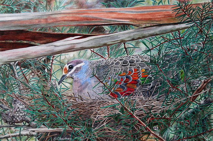 Grampians Bronzewing