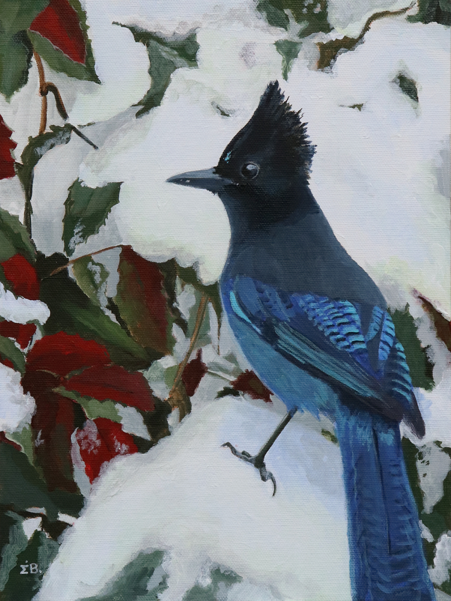 Tap the Stellar Jay