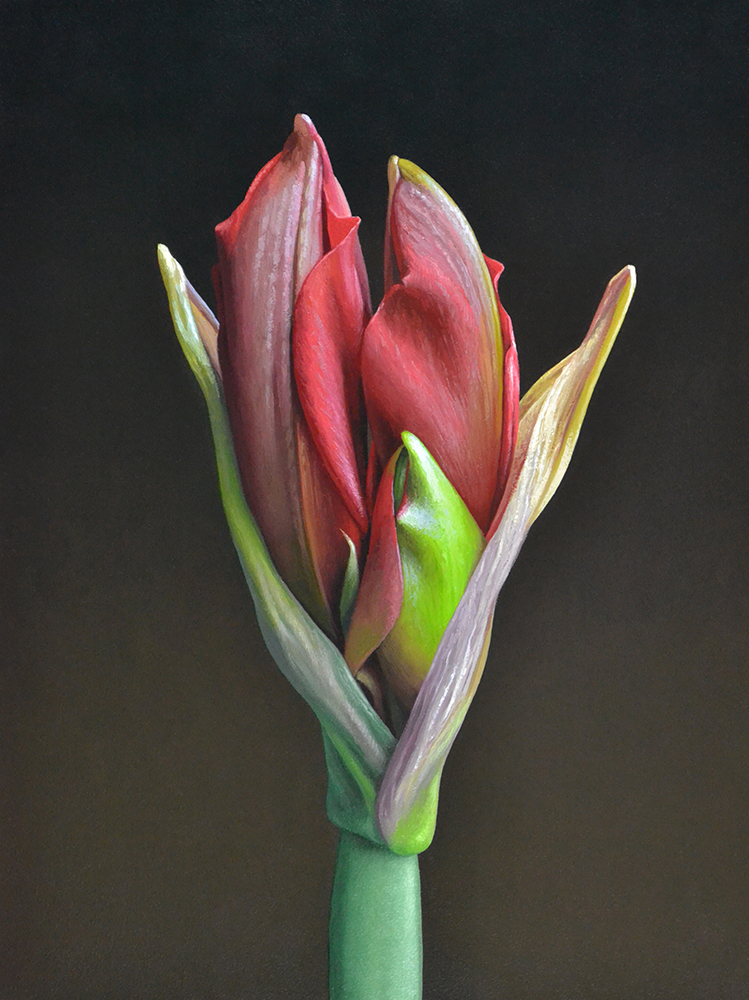 Amaryllis Buds