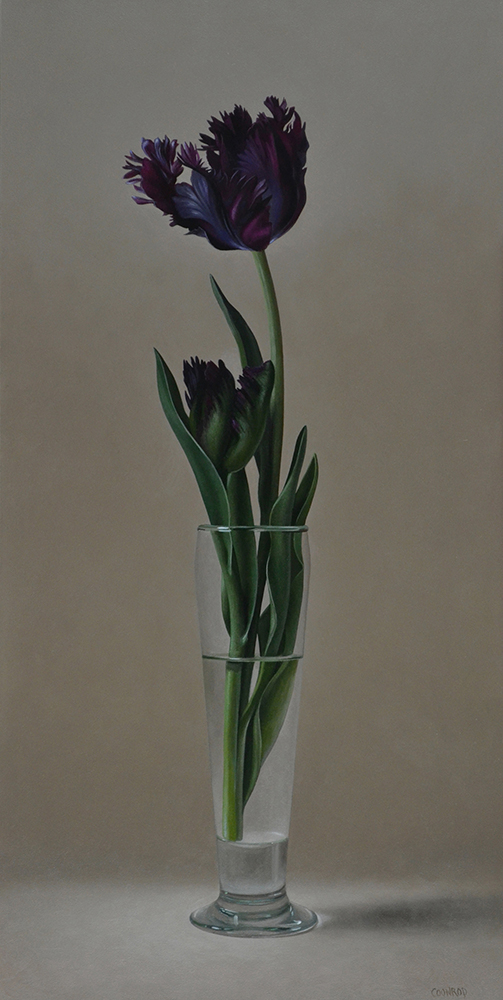 Black Parrot Tulip
