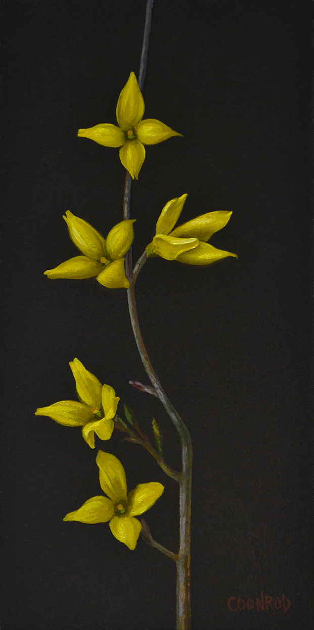 Forsythia