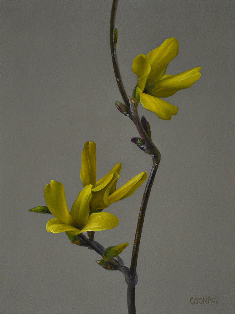 Forsythia