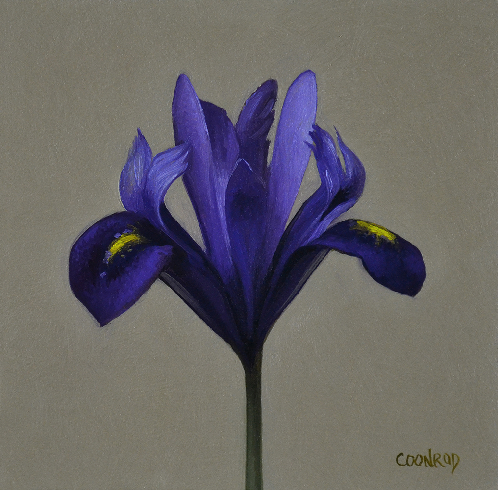 Iris Reticulata