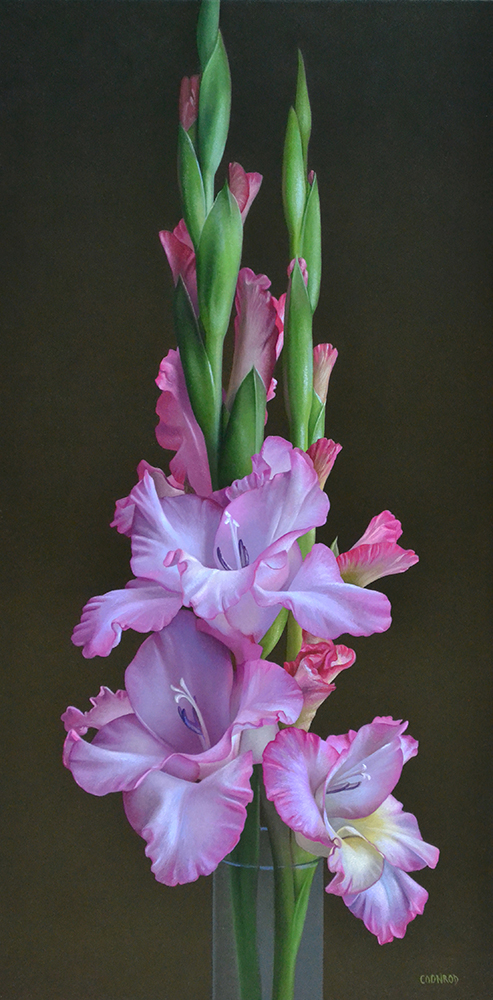 Pink Gladioli