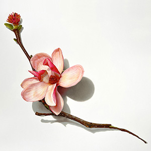 Collector's Focus: Florals & Botanicals featured image