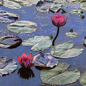 Collector's Focus: Florals & Botanicals featured image